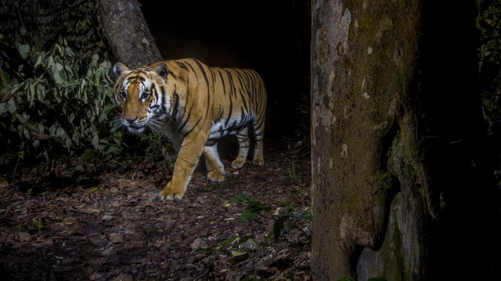 A tiger in Bardia National Park, Nepal