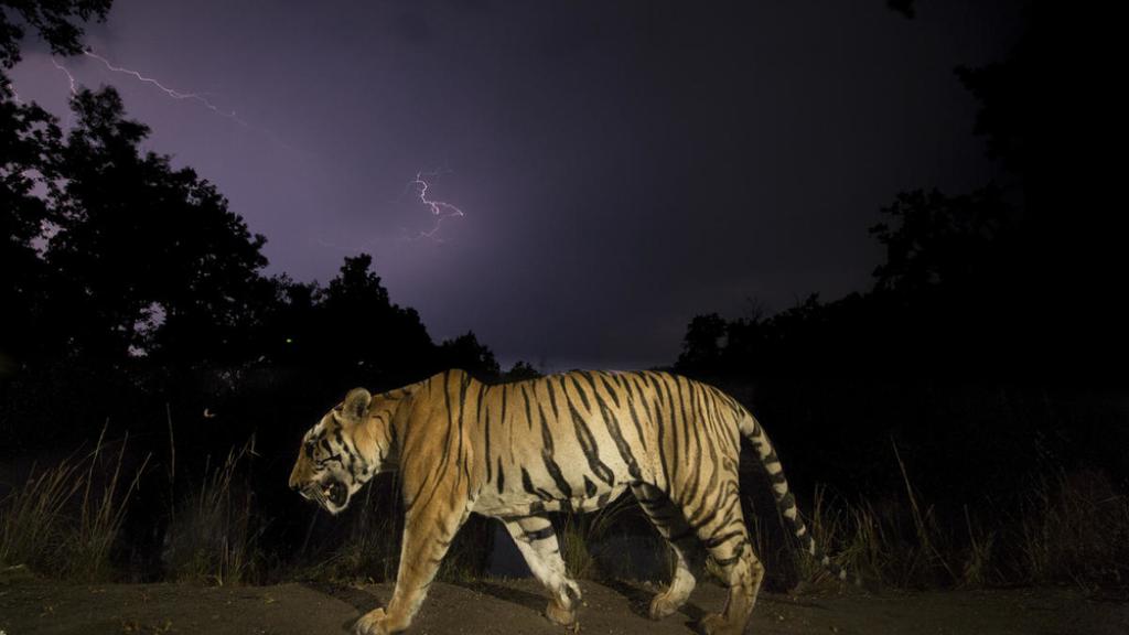 Bengal tiger (Panthera tigris tigris) walking at night