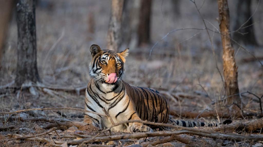 Portrait of a tiger