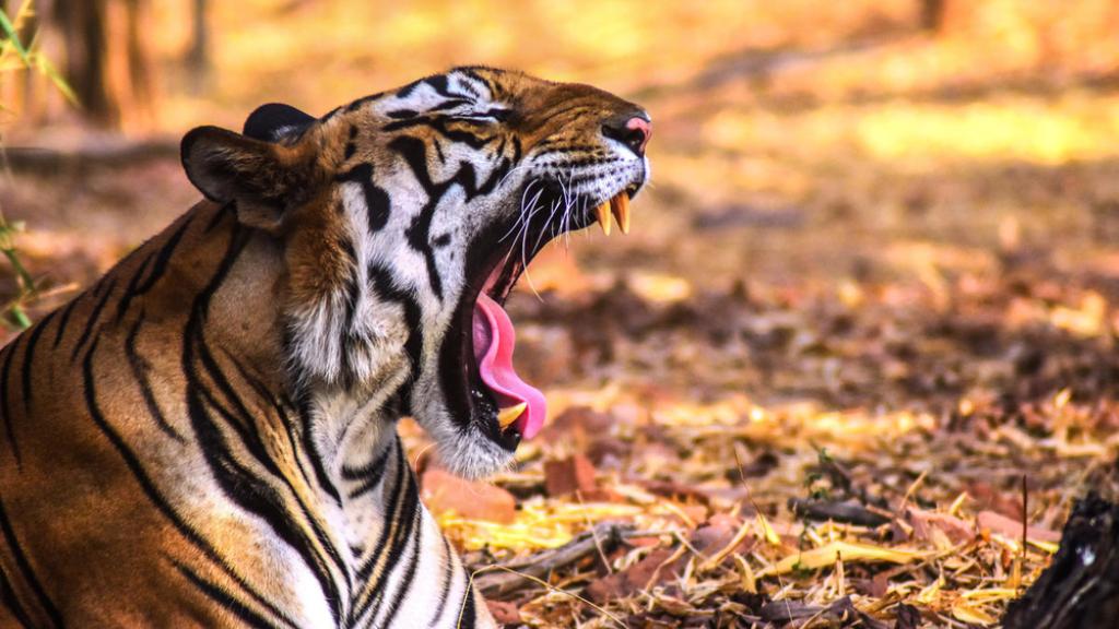 Bengal tiger