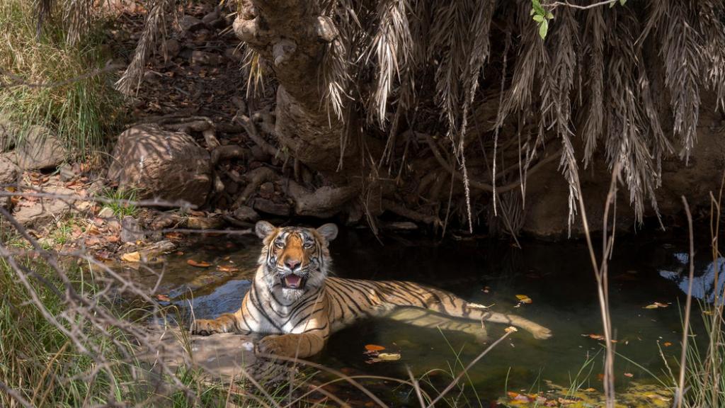 A tiger (Panthera tigris) resting in a watering hole.