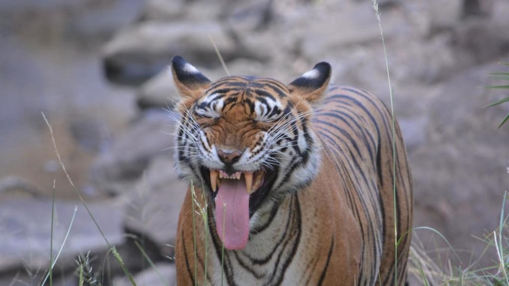Yawning Tiger