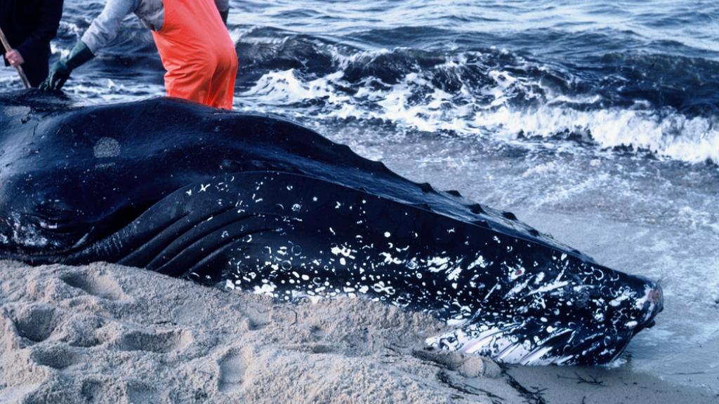 Humpback whale, Megaptera novaeangliae, male with tail trapped in net, and unable to swim.
