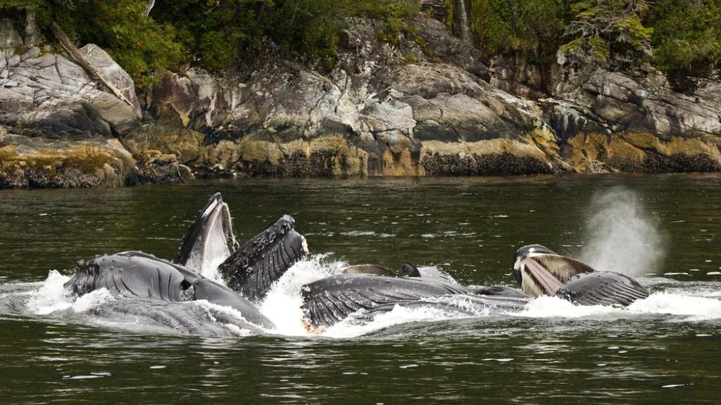 A pod of Humpback whales (Megaptera novaeangliae) bubble-net feeding in Whale Channel, British Columbia, Canada