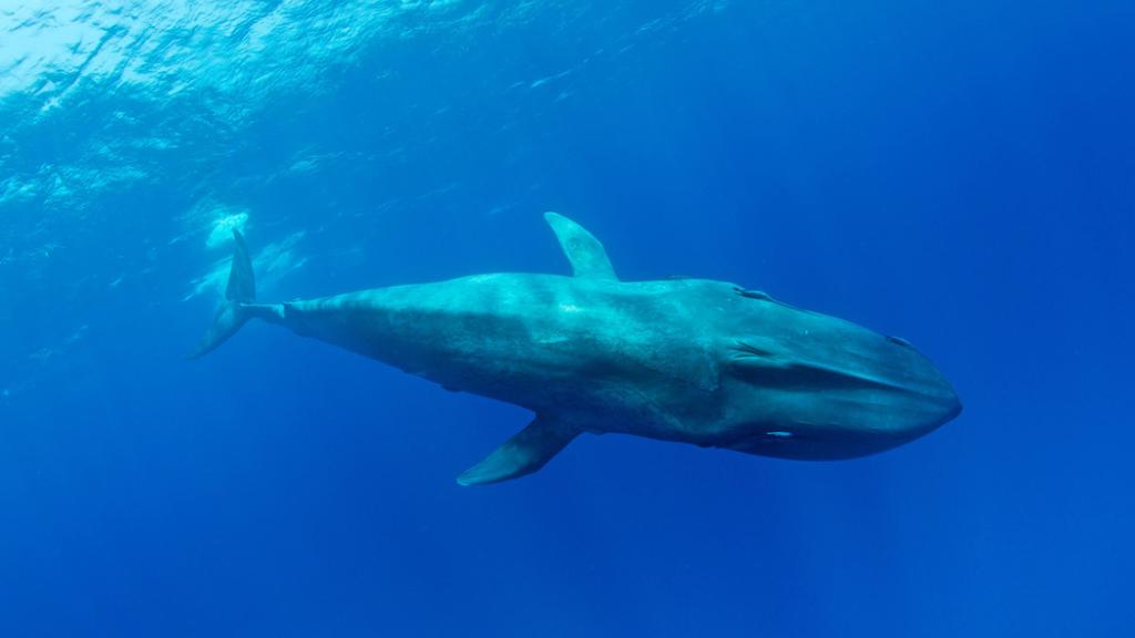 Pygmy blue whale (Balaenoptera musculus brevicauda) subspecies of blue whale