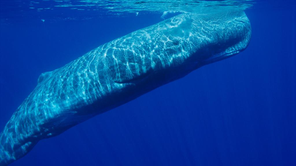 Sperm whale (Physeter catodon) off the coast of the Azores.