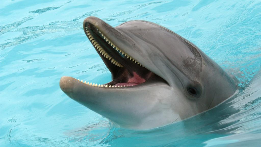 Tursiops truncatus Bottle-nosed Dolphin Gulf of California, Mexico.
