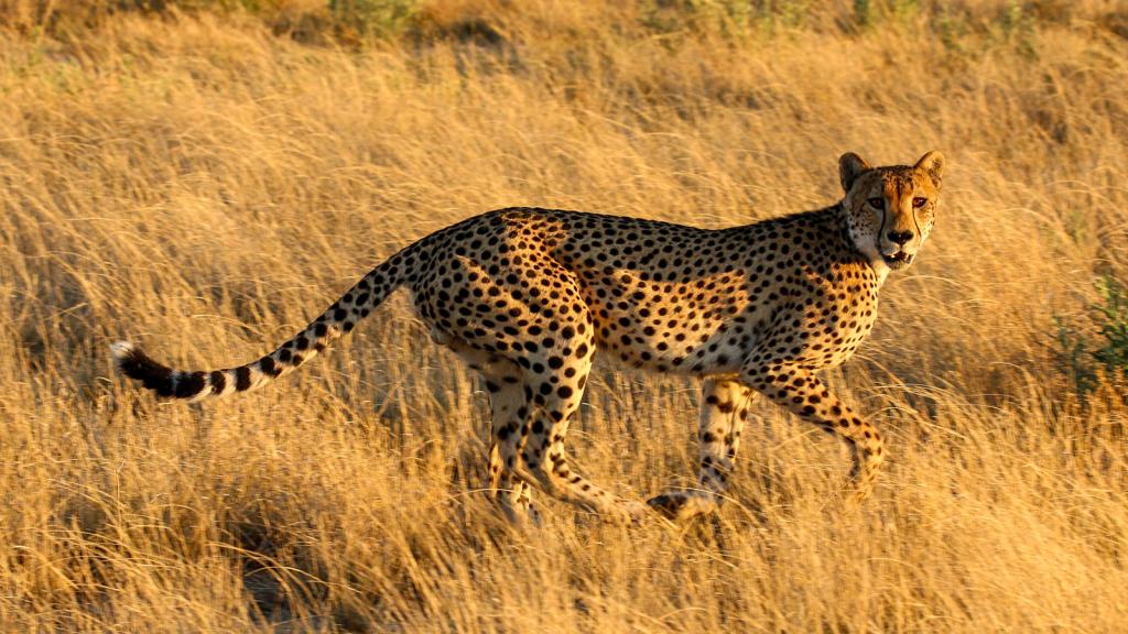 Cheetah (Acinonyx jubatus) in the Central Kalahari Game Reserve, Botswana