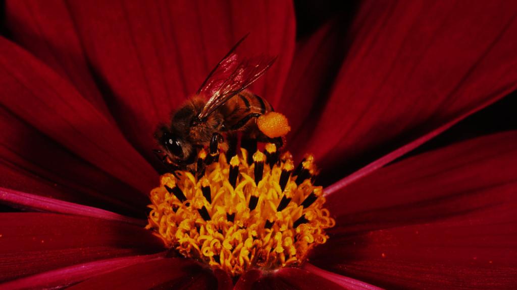 African honeybee 