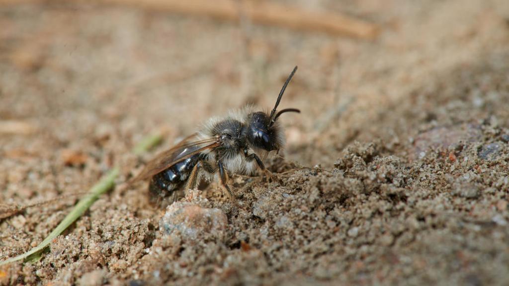 A grey-backed mining bee (Andrena vaga).