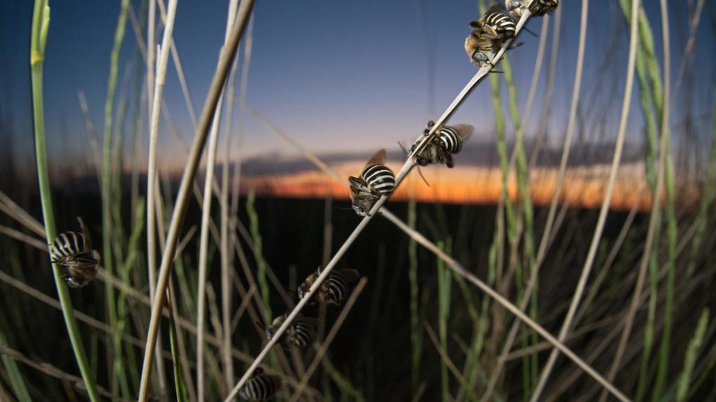 Sleeping male long-horned bees,