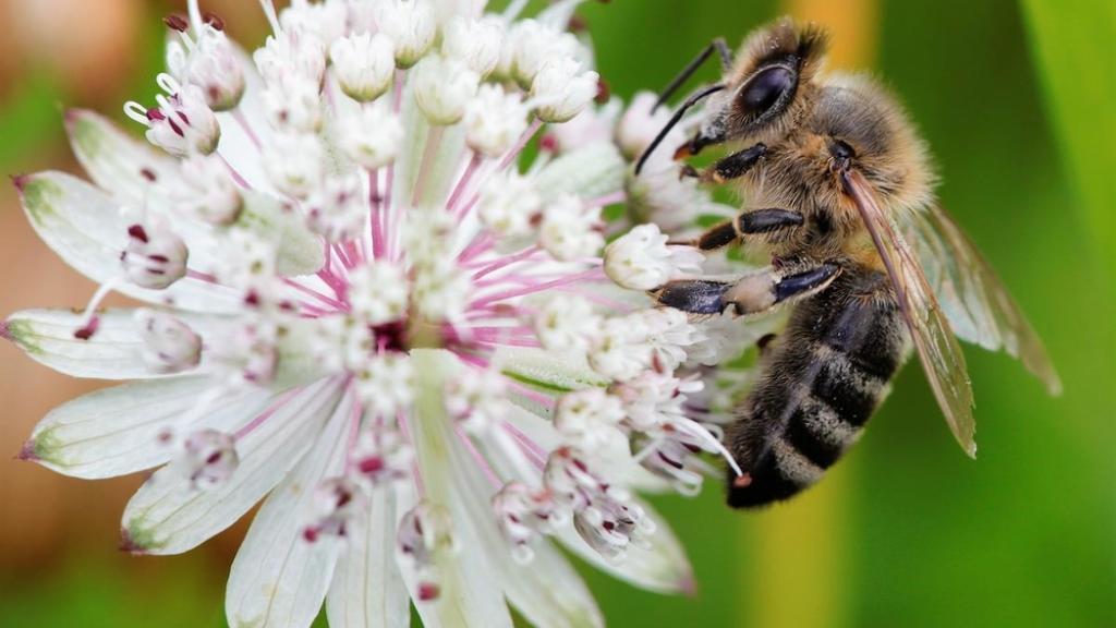 Bee on masterwort