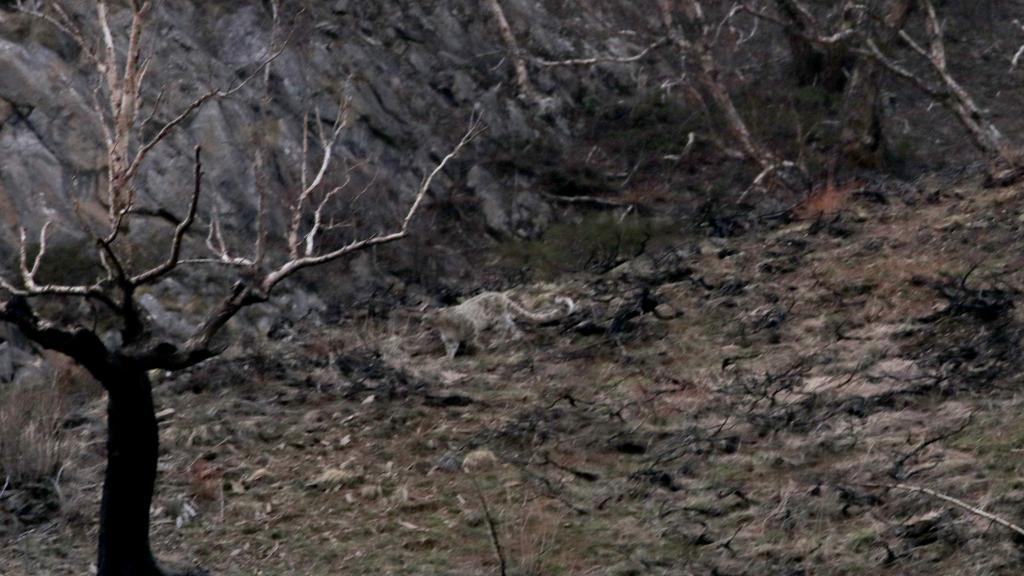 Snow leopard sighting