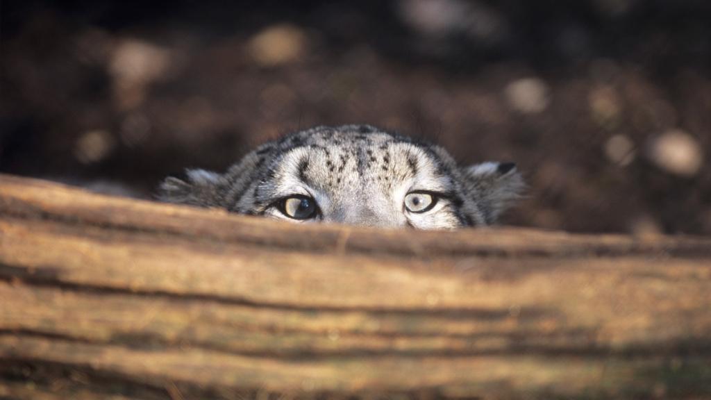 Snow leopard camouflage
