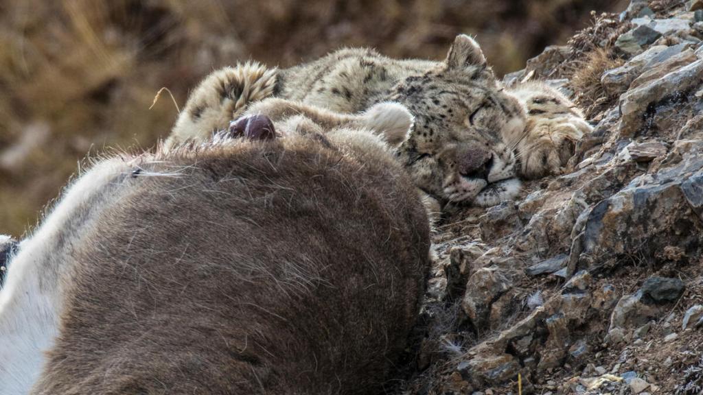 Snow leopard with blue sheep
