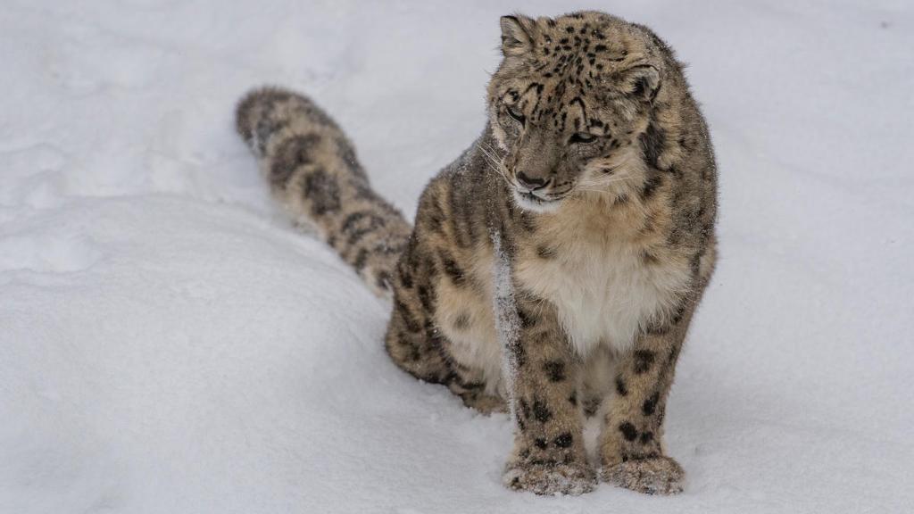 Snow leopard