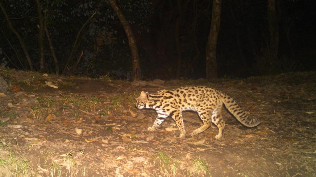 Leopard Cat