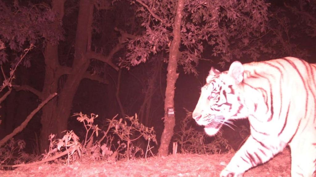 Bengal tiger, camera trap