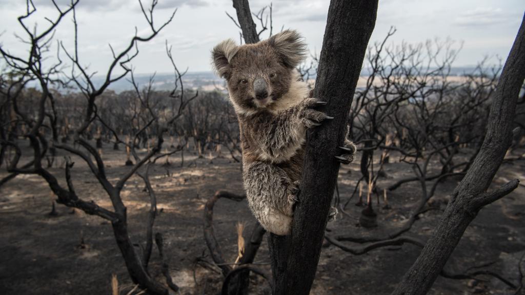 Koala in a burnt tree