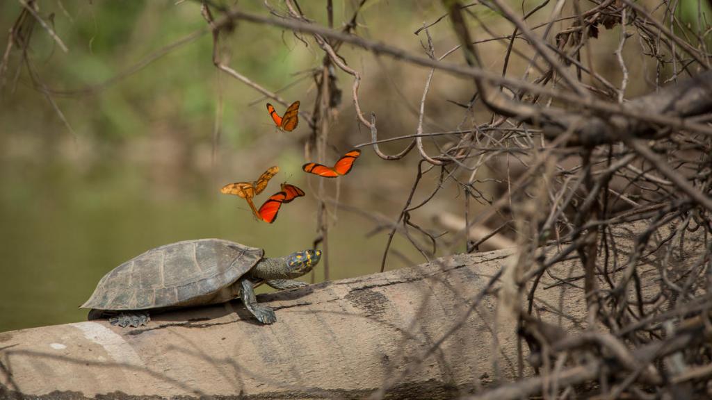 Butterflies and yellow-spotted river turtle