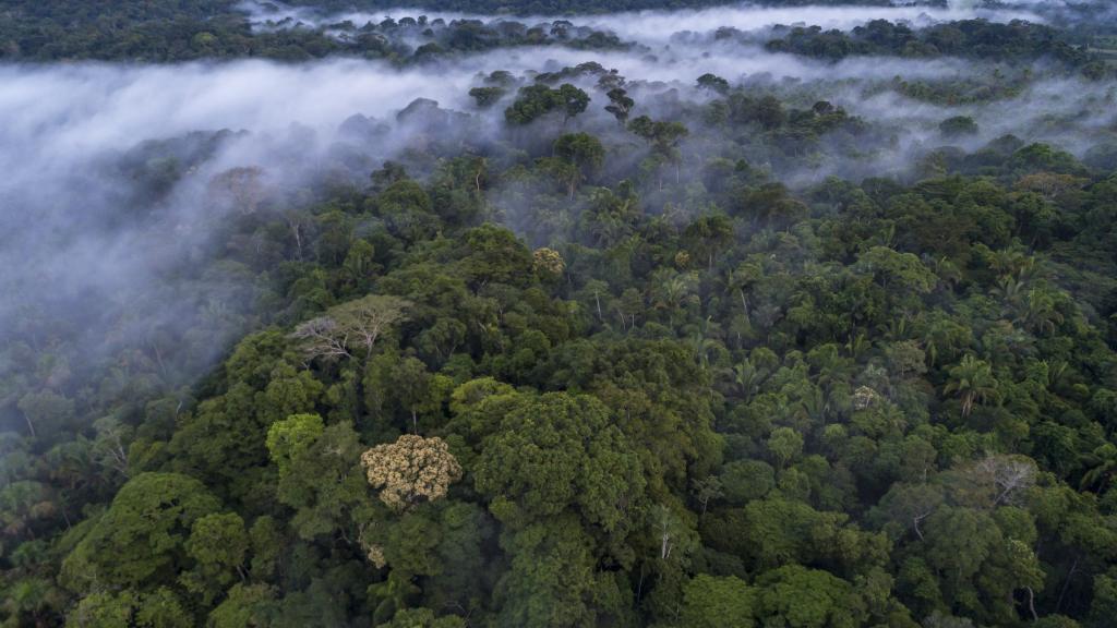 Amazon Mist