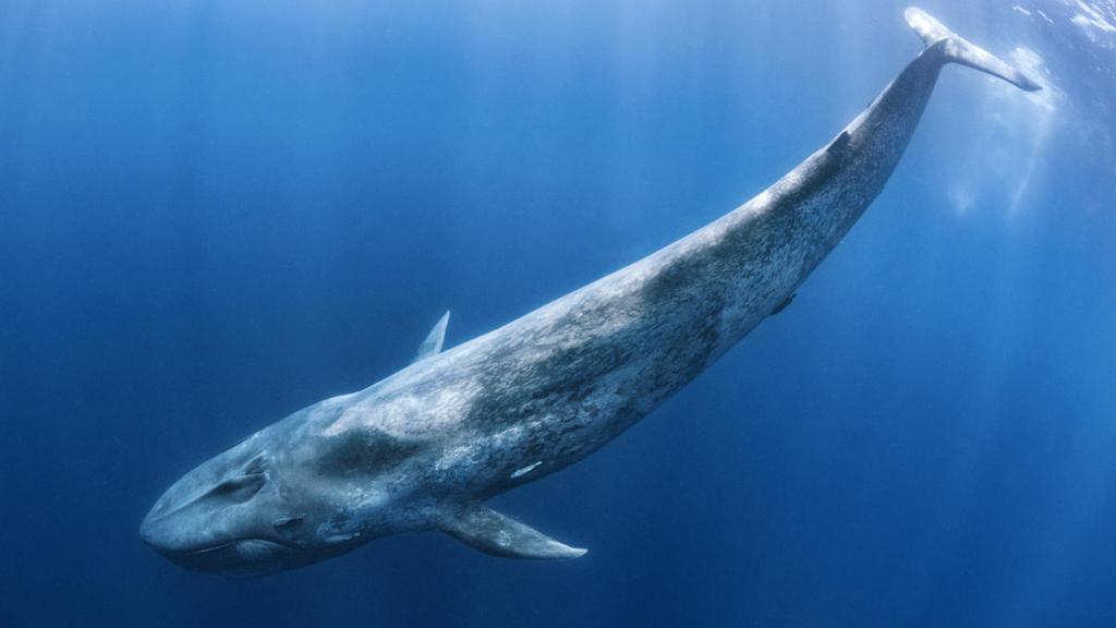 Blue whale (Balaenoptera musculus) swims beneath the surface of the ocean.  Indian Ocean, off Sri Lanka. 