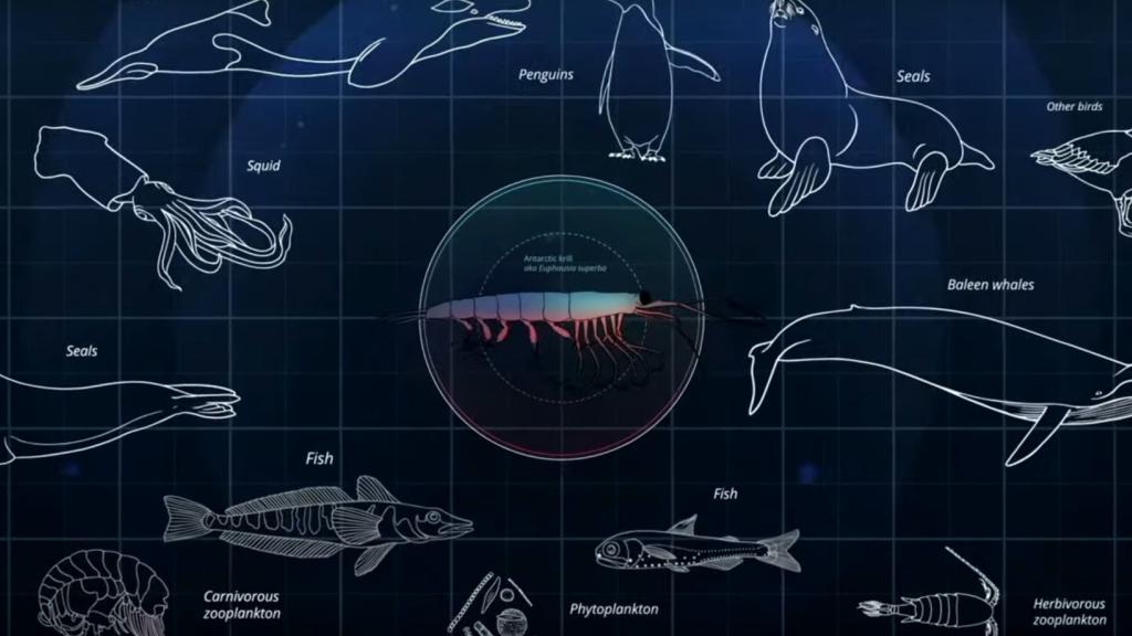 are at the centre of the Southern Ocean food web above the sea floor