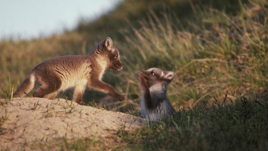 Arctic fox cubs playing