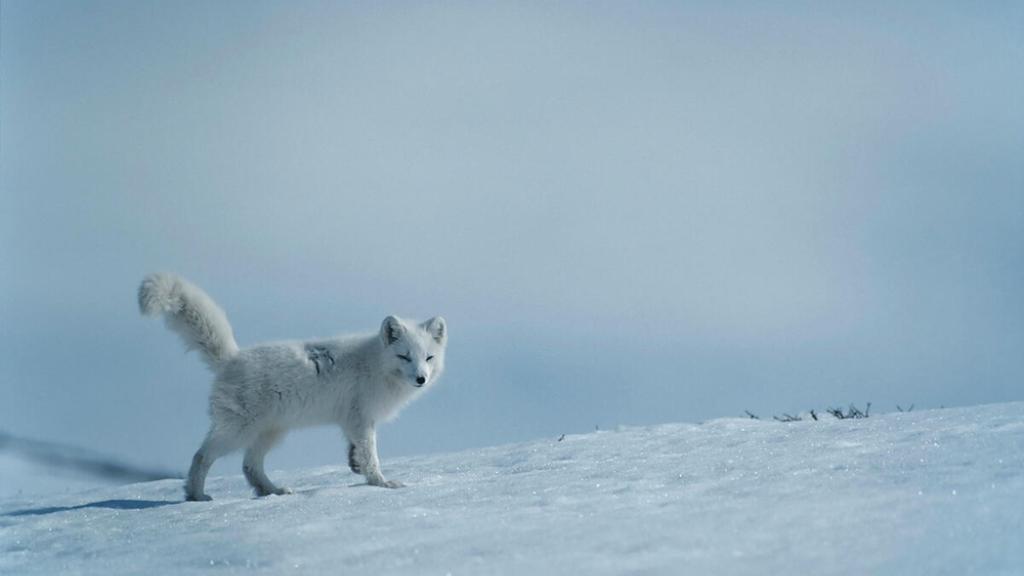 An Arctic fox 