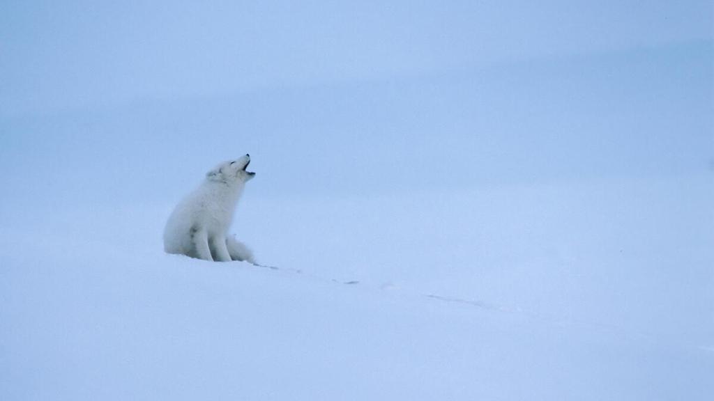 An lone Arctic fox barking 