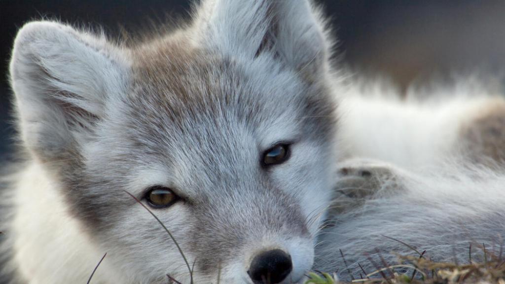 A close-up image of an Arctic fox