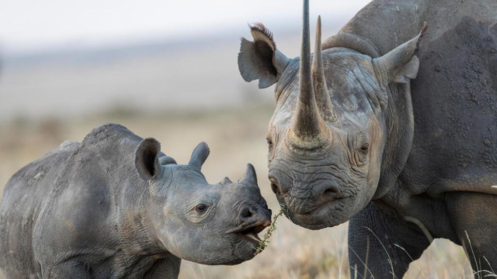 Black rhinoceros (Diceros bicornis) mother and calf, Lewa & Borana Conservancy, Kenya.