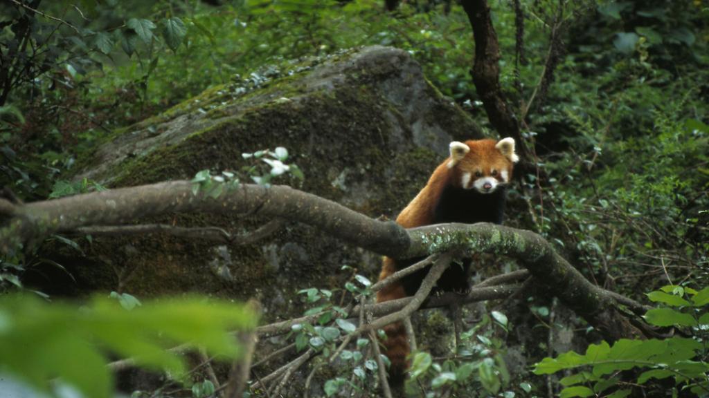 Ailurus fulgens Red Panda Wolong valley. China