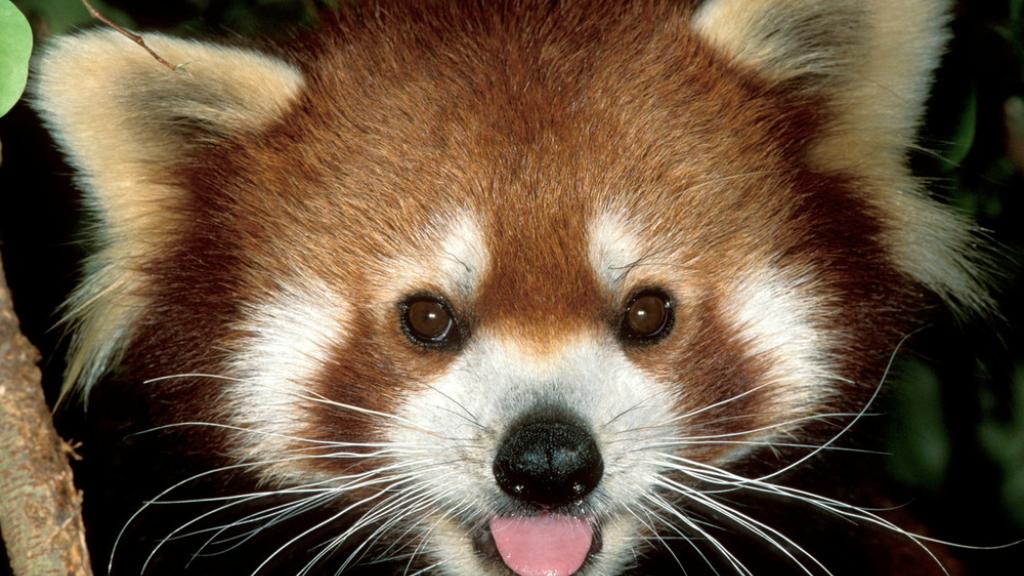 Ailurus fulgens, Lesser panda. Endangered Species. Dist. Bhutn, China, India, Laos, Nepal.