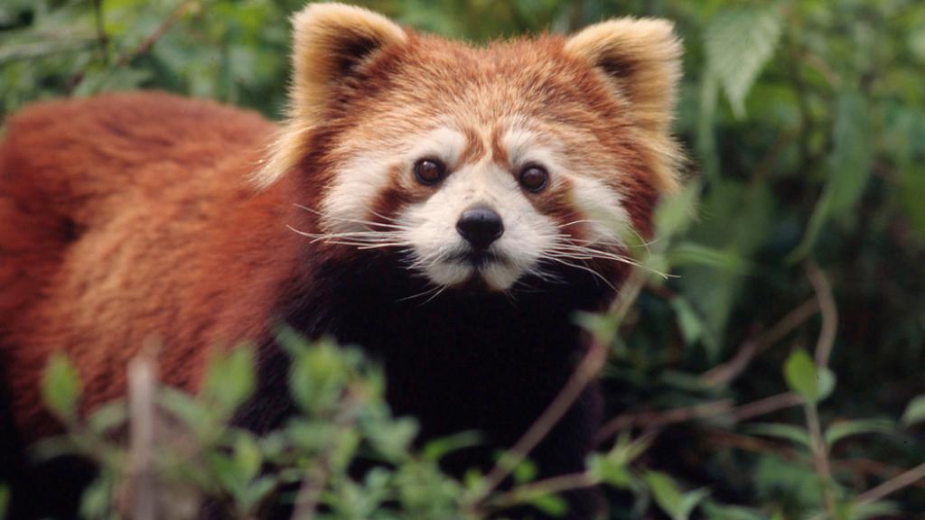 Ailurus fulgens Red panda Captive at Hetaoping breeding Centre Wolong, China (5.1995)