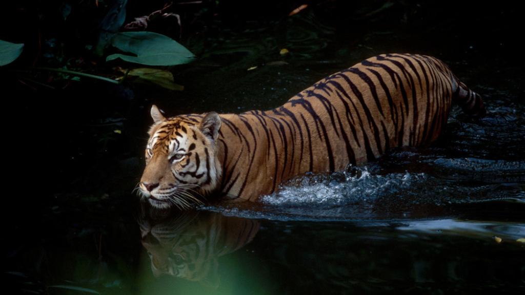 Sumatran tiger in water (Panthera tigris sumatrae) Captive