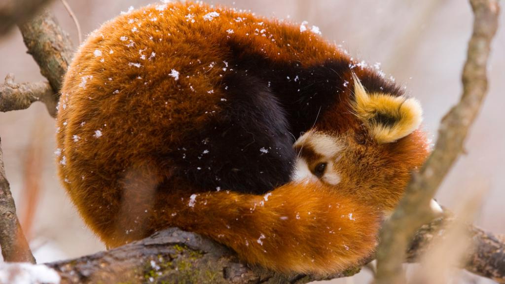 Red panda (Ailurus fulgens) resting on branch in snow, China, captive