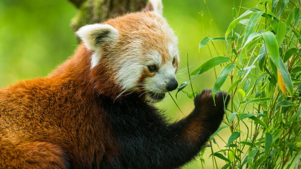 Red panda (Ailurus fulgens) eating bamboo leaves.