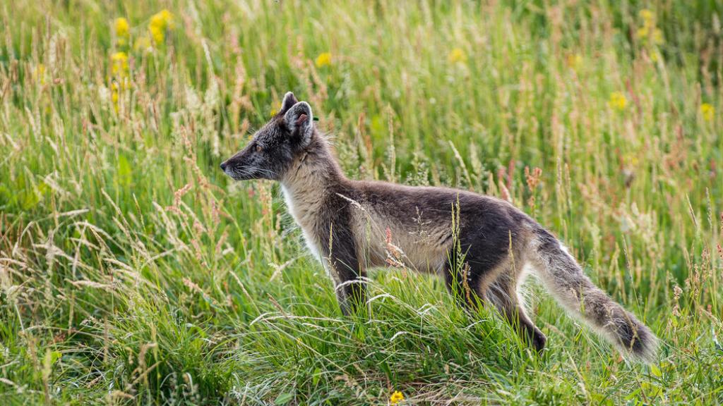 An arctic fox with a summer coat