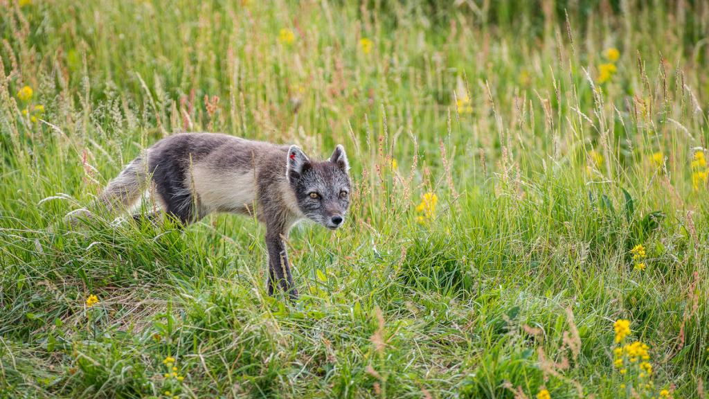 Arctic fox (Vulpes lagopus, Alopex lagopus), female on a den.