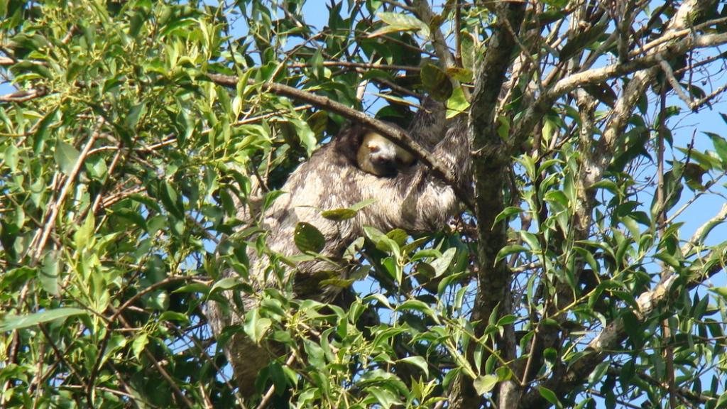 Three toed sloth (Bradypus) hanging in tree at a Peperpot plantation in Paramaribo Suriname.