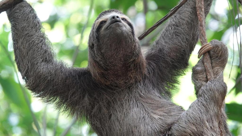 A three-toed sloth hanging by a tree branch