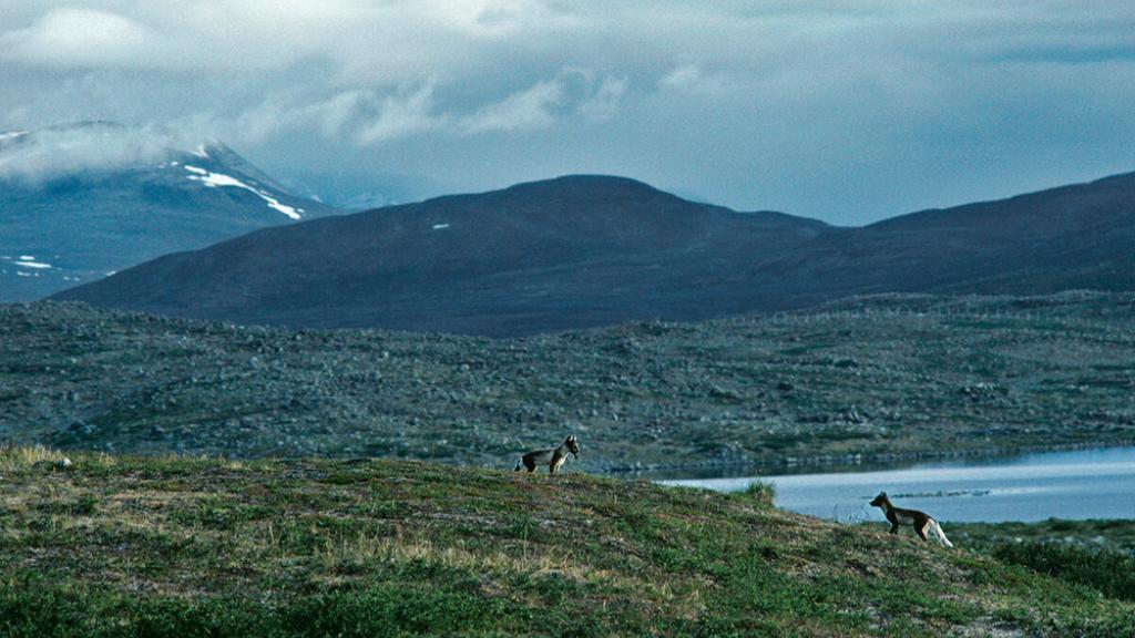 An encounter between two artic foxes