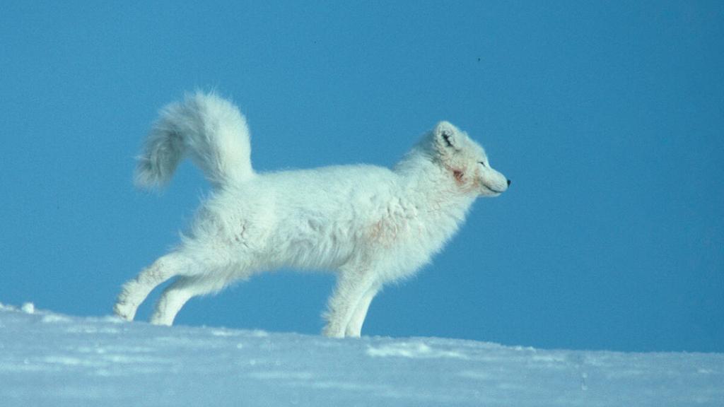 An arctic fox stretching its legs