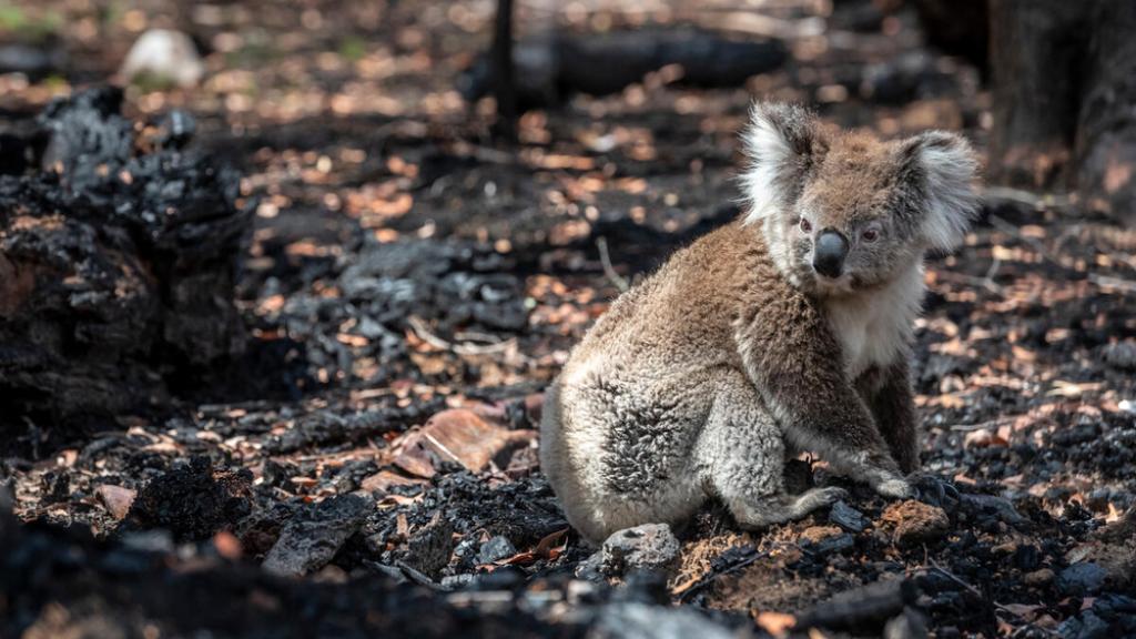 Koala (Phascolarctos cinereus) that has come down from a tree after a bush fire in the area, sits on the burnt ground. Gelantipy, Victoria, Australia. January 2020 Non-ex.