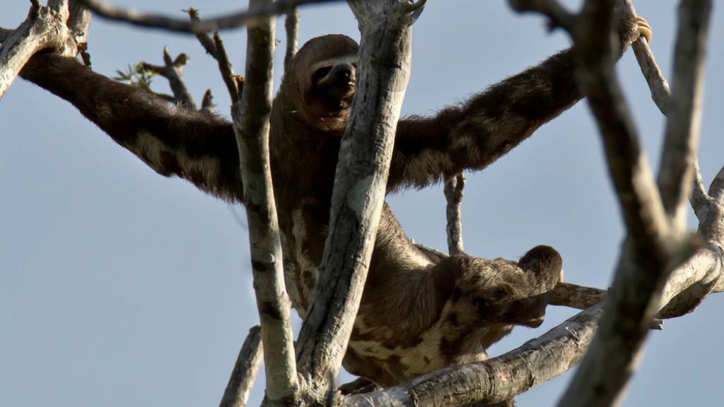 A three-toed sloth sitting on a tree branch