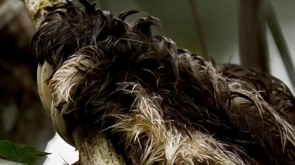 Claw of a Three-toed sloth clutches a branch in the Peruvian Amazon.