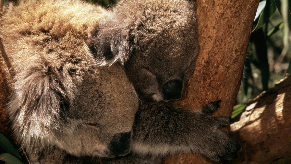 Phascolarctos cinereus Koala Mother with joey (young) Australia
