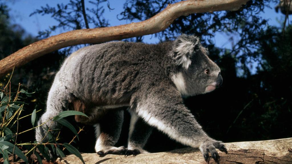 Phascolarctos cinereus Koala Arboreal marsupial, feeds on Eucalyptus leaves Australia
