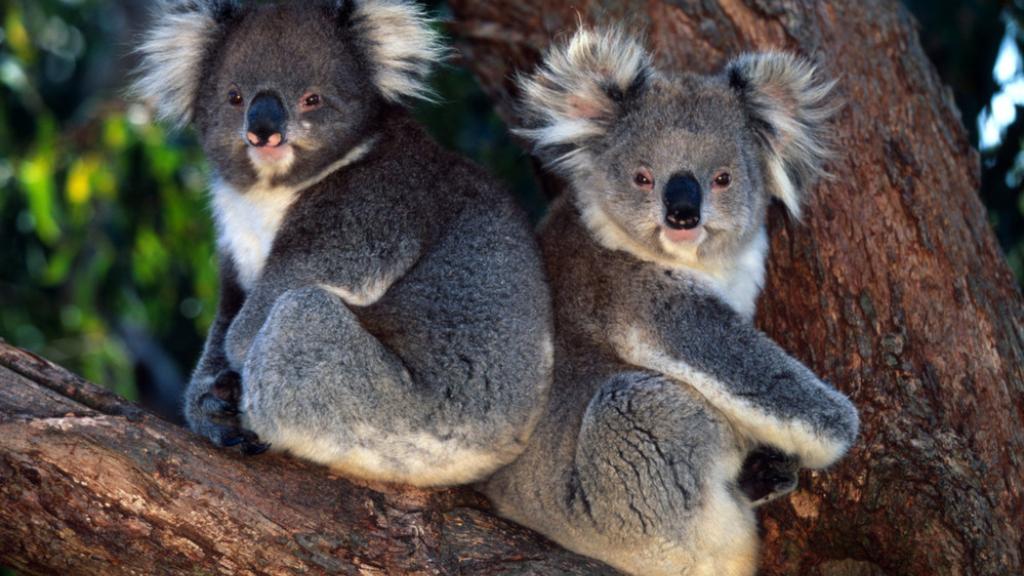 Phascolarctos cinereus Koala Arboreal marsupial, feeds on Eucalptus leaves Australia